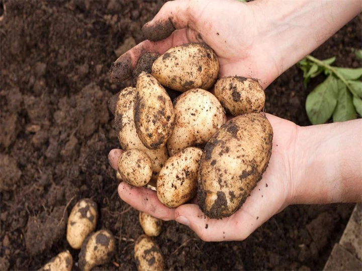 pommes de terre avec de la terre