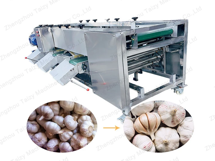 garlic sorting machine
