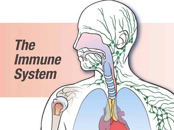 sistema inmunitario