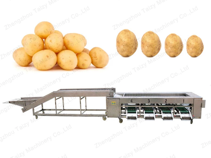 machine de classement de la taille des pommes de terre