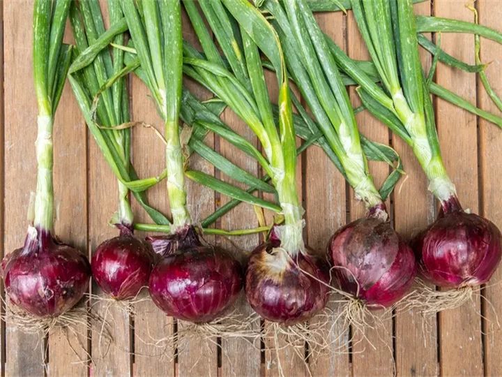 fresh onion with steam and leaf