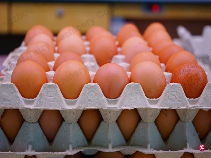 Packed eggs